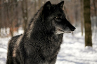 Lakota Wolves